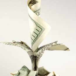 A money plant symbolizes the positive effect of terminology management for your business.