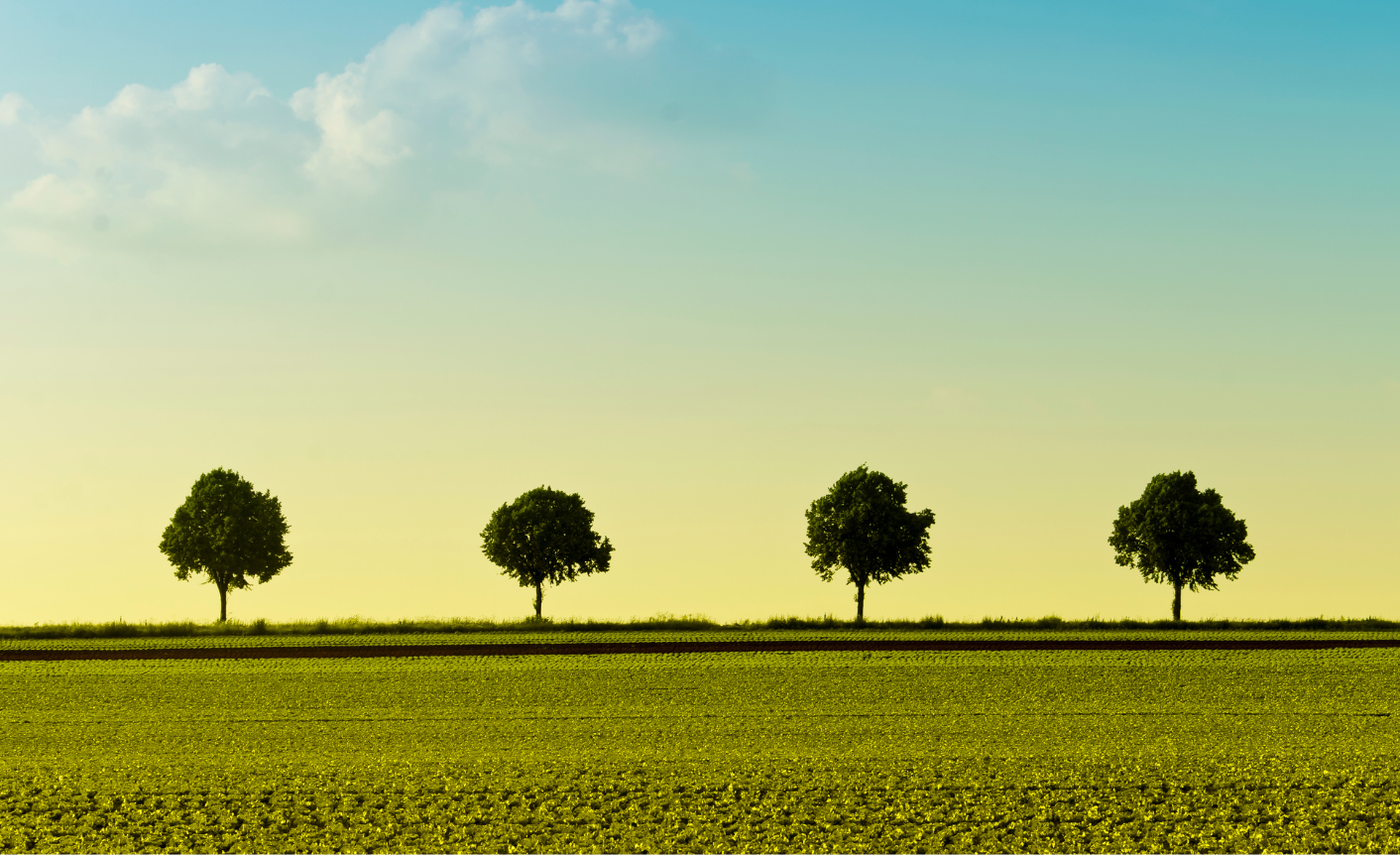 Four trees symbolizing the four step content governance framework