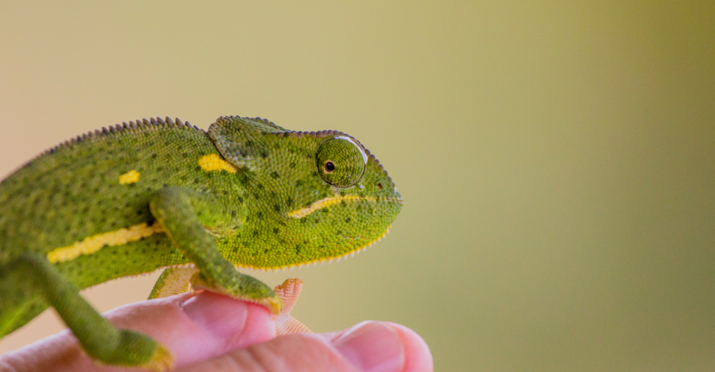 A chameleon resting on a hand
