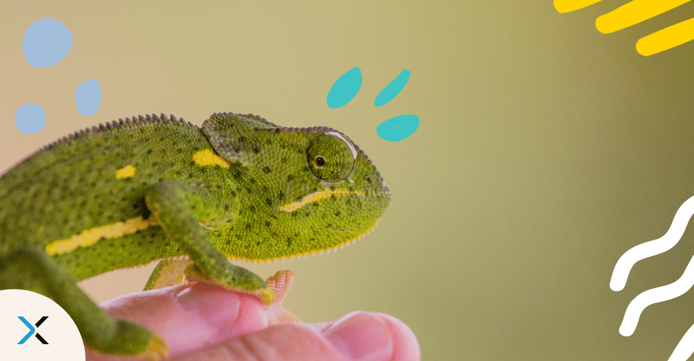 Content chameleon blog Content chameleon blog